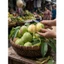 ĐÀO mỏ quạ sơn la