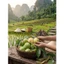 ĐÀO mỏ quạ sơn la