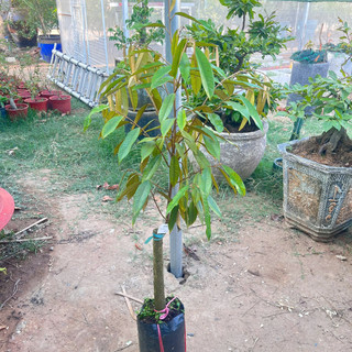Cây Giống Sầu Riêng Musang King Kimbiofarm Cao 70cm–1m – Chuẩn Giống Malaysia, Phát Triển Tốt