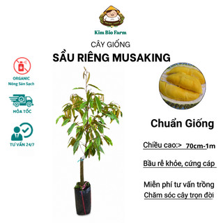 Cây Giống Sầu Riêng Musang King Kimbiofarm Cao 70cm–1m – Chuẩn Giống Malaysia, Phát Triển Tốt