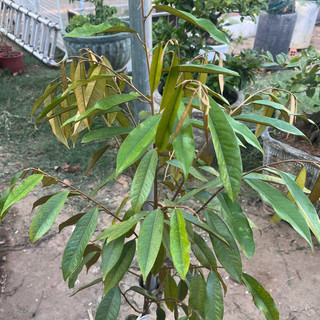 Cây Giống Sầu Riêng Musang King Kimbiofarm Cao 70cm–1m – Chuẩn Giống Malaysia, Phát Triển Tốt