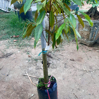 Cây Giống Sầu Riêng Musang King Kimbiofarm Cao 70cm–1m – Chuẩn Giống Malaysia, Phát Triển Tốt