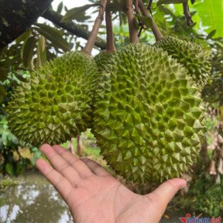 Cây Giống Sầu Riêng Musang King Kimbiofarm Cao 70cm–1m – Chuẩn Giống Malaysia, Phát Triển Tốt