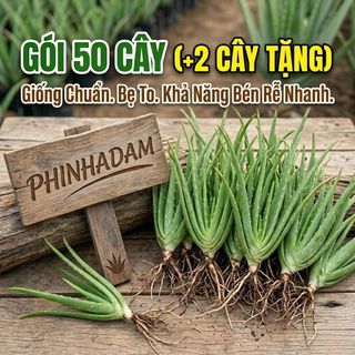 50 Cây Nha Đam Giống Thái, Aloe Vera Cao 20cm-30cm (2 Cây Tặng)  – Năng Suất Cao, Cây Giống To Khỏe