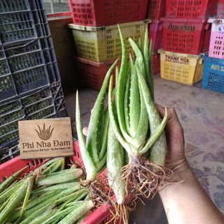 Combo 2 Cây Lớn + 30 Cây Con, Nha Đam Giống Thái, Năng Suất Cao, Cây Giống To Khỏe (Tặng 2 Cây Con)