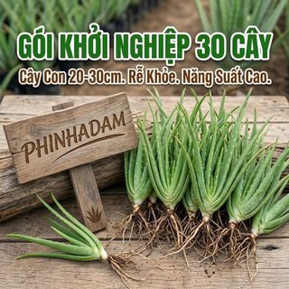 30 Cây Nha Đam Giống Thái, Aloe Vera Cao 20cm-30cm – Lô Hội Trồng Năng Suất Cao, Cây Giống To Khỏe