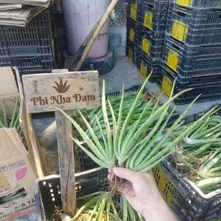 100 Cây Nha Đam Giống Thái, Aloe Vera Cao 20Cm-30cm (+5 Cây Tặng) – Năng Suất Cao, Cây Giống To Khỏe
