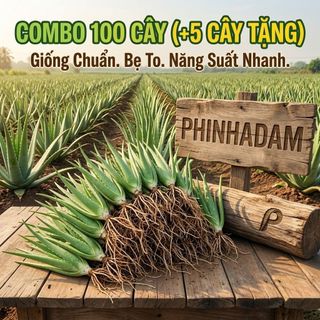 100 Cây Nha Đam Giống Thái, Aloe Vera Cao 20Cm-30cm (+5 Cây Tặng) – Năng Suất Cao, Cây Giống To Khỏe