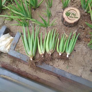 Combo 30 Cây Con + 03 Cây Lỡ 4-6 Tháng, Nha Đam Giống Thái, Cây To Khỏe (Tặng 2 Cây Con)