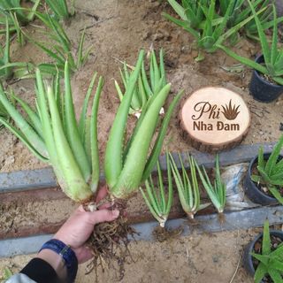 Combo 30 Cây Con + 03 Cây Lỡ 4-6 Tháng, Nha Đam Giống Thái, Cây To Khỏe (Tặng 2 Cây Con)