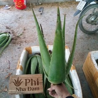 Combo 2 Cây Lớn + 30 Cây Con, Nha Đam Giống Thái, Năng Suất Cao, Cây Giống To Khỏe (Tặng 2 Cây Con)