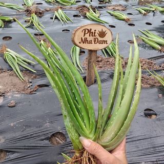 Combo 30 Cây Con + 03 Cây Lỡ 4-6 Tháng, Nha Đam Giống Thái, Cây To Khỏe (Tặng 2 Cây Con)