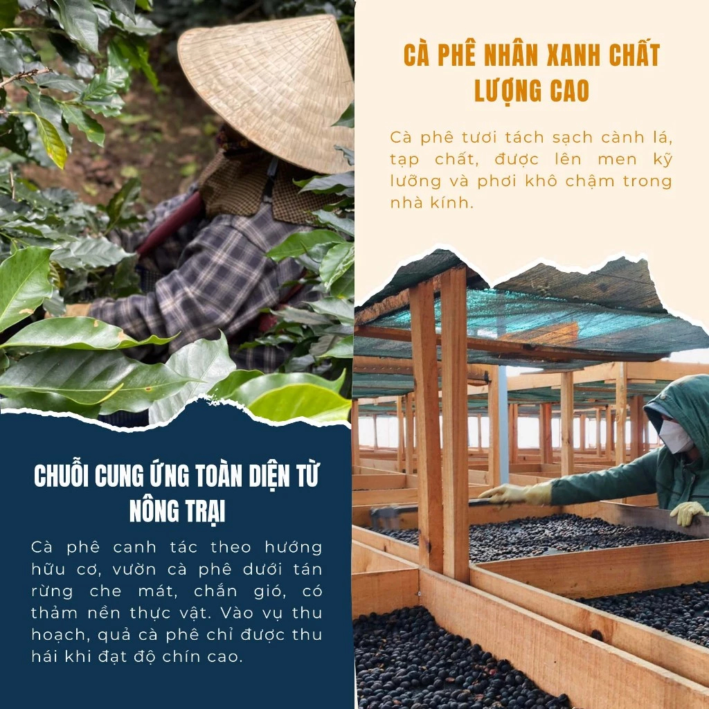 Cà phê Cold Brew Ủ Lạnh Túi Lọc Nốt Hương Trái Cây Nhiệt Đới Hộp 10 Túi/20G Scafe Việt Nam