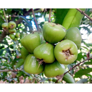Cây mân xanh đường Sóc Trăng - cây ăn trái dễ trồng - ra trái sau vài tháng
