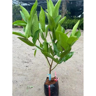 Cây mân xanh đường Sóc Trăng - cây ăn trái dễ trồng - ra trái sau vài tháng