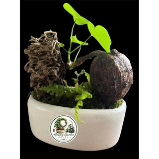củ bình vôi vàng việt nam(thân leo)size to 9-12cm