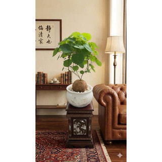 củ bình vôi vàng việt nam(thân leo)size to 9-12cm