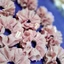 Dây buộc tóc Scrunchies ren 4 tầng 12 & 15cm Rose handmade store