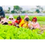 Hạt Giống Cải Ngọt Ăn Bông ( Cải Ngồng) gói 20gr, Rau Ăn Lá Trang Nông Nổi Tiếng TN 1103, Hạt Nảy Mầm Nhanh, Mạnh