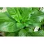 Hạt Giống Cải Ngọt Ăn Bông ( Cải Ngồng) gói 20gr, Rau Ăn Lá Trang Nông Nổi Tiếng TN 1103, Hạt Nảy Mầm Nhanh, Mạnh