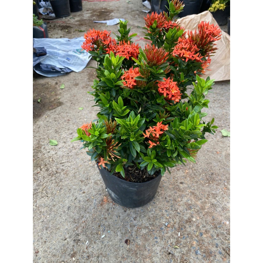 Cây Trang Đỏ/ Vàng 40-50cm BÁC HAI GARDEN - Cây Mẫu Đơn Chịu Nắng Tốt, Cây Cảnh Trồng Ban Công, Sân Vườn Hoa Quanh Năm