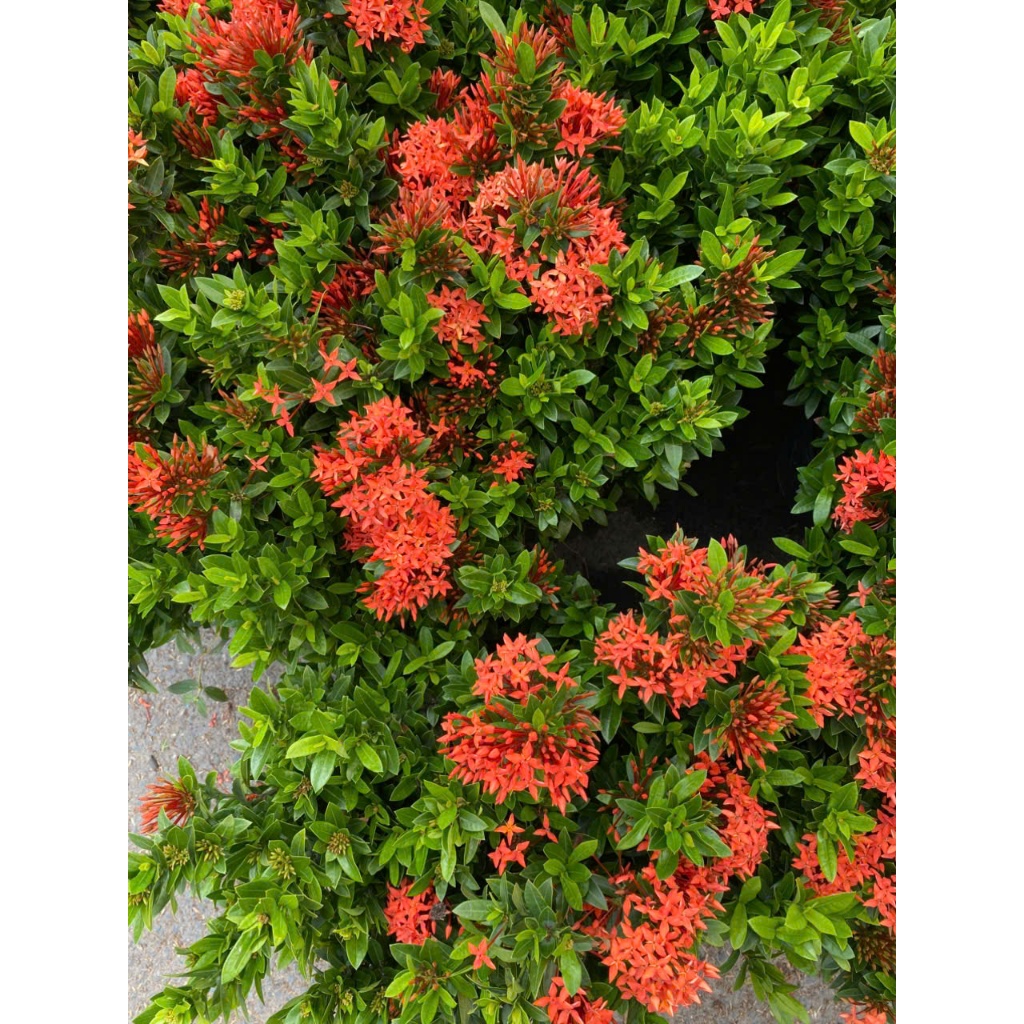 Cây Trang Đỏ/ Vàng 40-50cm BÁC HAI GARDEN - Cây Mẫu Đơn Chịu Nắng Tốt, Cây Cảnh Trồng Ban Công, Sân Vườn Hoa Quanh Năm