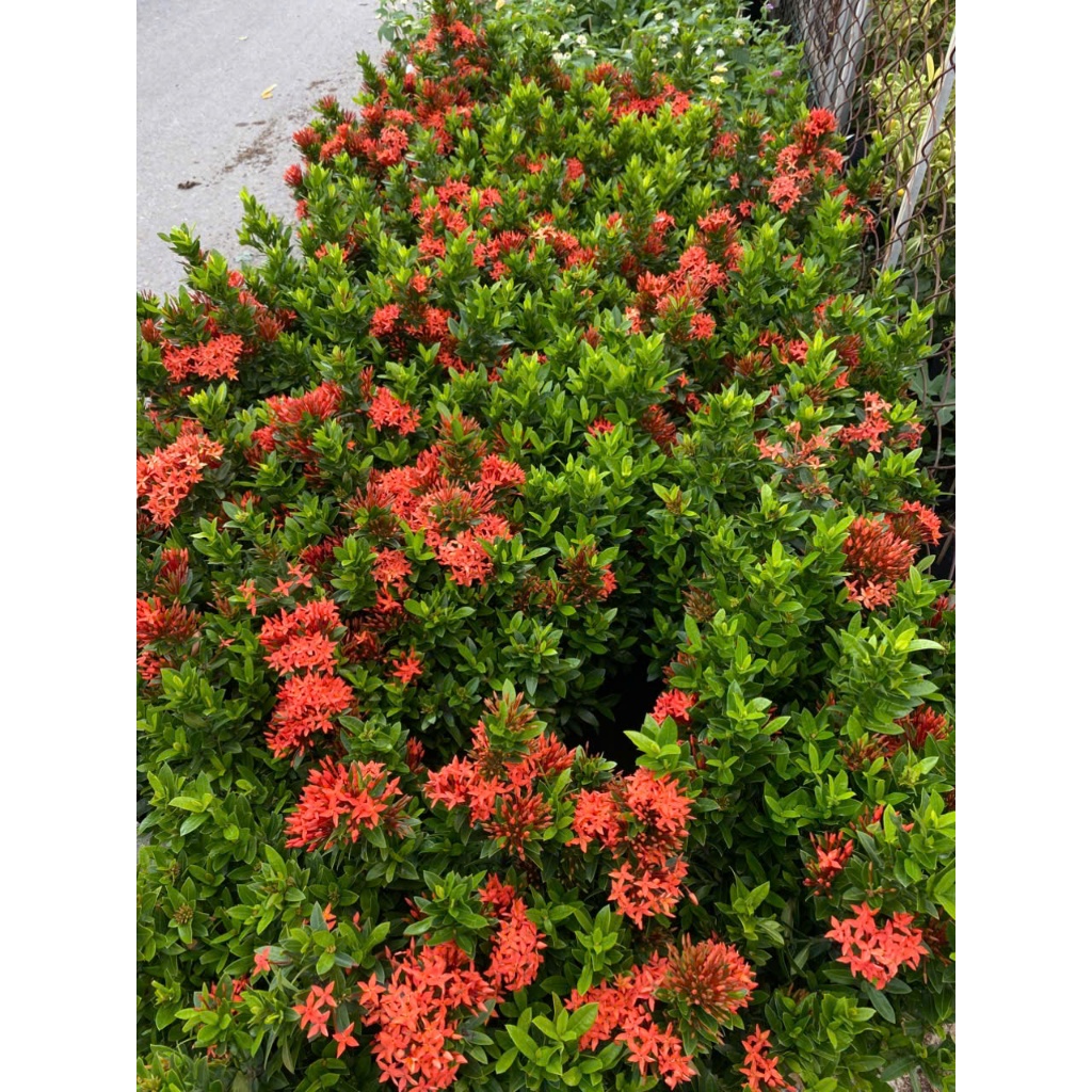 Cây Trang Đỏ/ Vàng 40-50cm BÁC HAI GARDEN - Cây Mẫu Đơn Chịu Nắng Tốt, Cây Cảnh Trồng Ban Công, Sân Vườn Hoa Quanh Năm