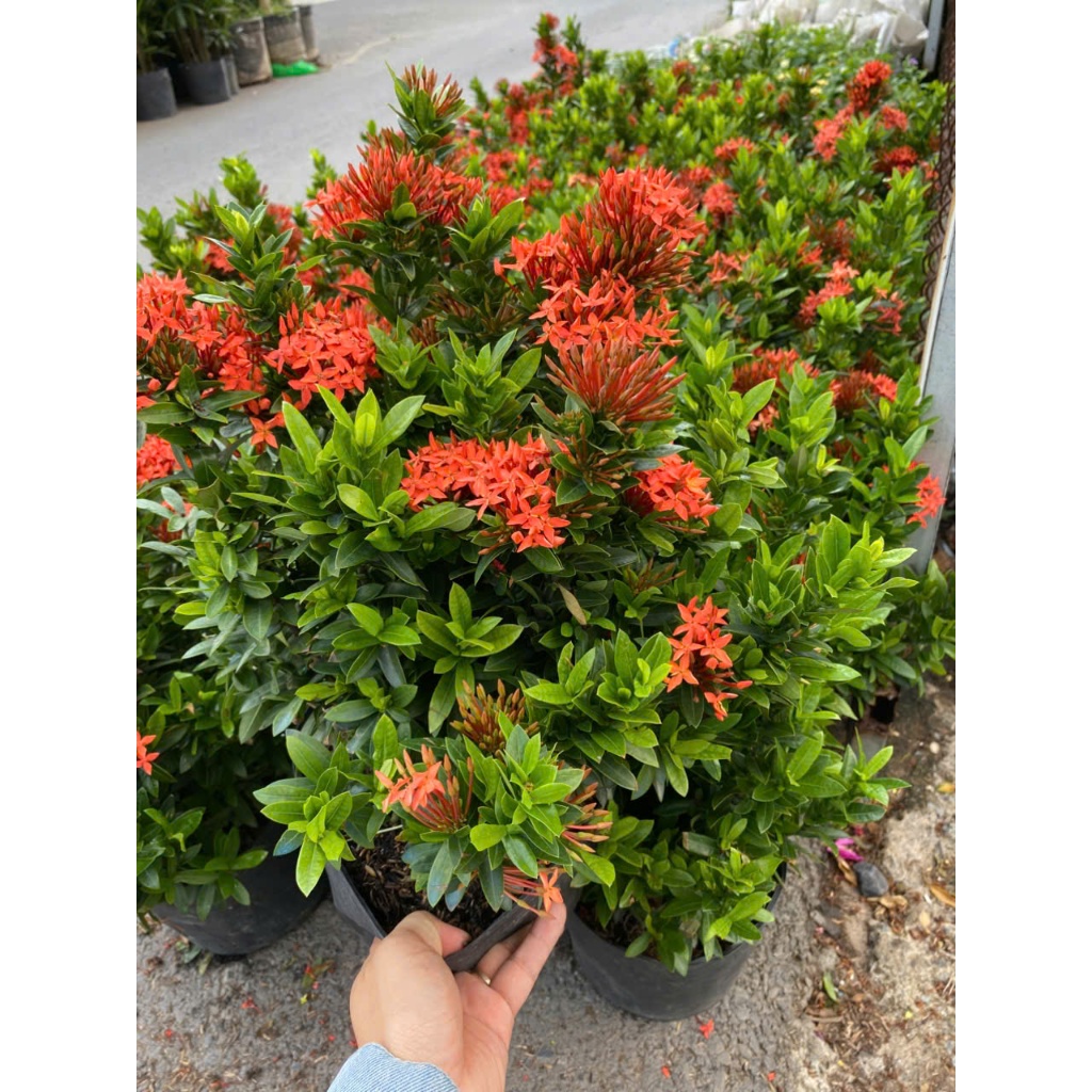 Cây Trang Đỏ/ Vàng 40-50cm BÁC HAI GARDEN - Cây Mẫu Đơn Chịu Nắng Tốt, Cây Cảnh Trồng Ban Công, Sân Vườn Hoa Quanh Năm