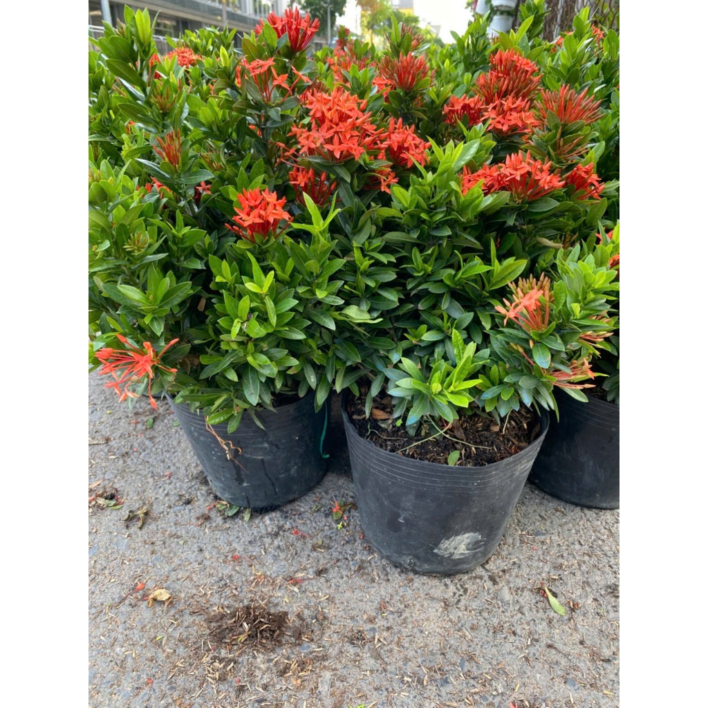Cây Trang Đỏ/ Vàng 40-50cm BÁC HAI GARDEN - Cây Mẫu Đơn Chịu Nắng Tốt, Cây Cảnh Trồng Ban Công, Sân Vườn Hoa Quanh Năm
