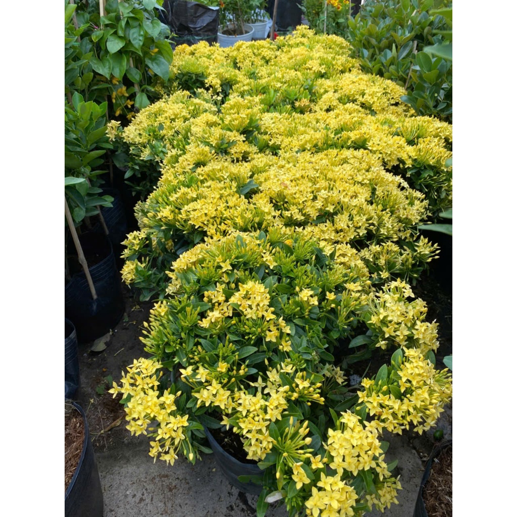 Cây Trang Đỏ/ Vàng 40-50cm BÁC HAI GARDEN - Cây Mẫu Đơn Chịu Nắng Tốt, Cây Cảnh Trồng Ban Công, Sân Vườn Hoa Quanh Năm