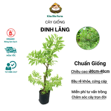 Cây Giống Đinh Lăng Kimbiofarm Cao 30–40cm – Dễ Trồng, Cây Khỏe, Chuẩn Giống