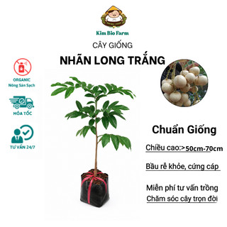 Cây Giống Nhãn Long Trắng – Cùi Dày Hạt Nhỏ, Ngọt Đậm Thơm Giòn, Nhanh Cho Trái, Sai Quả