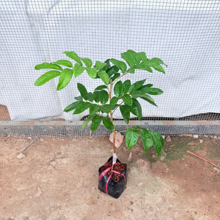 Cây Giống Nhãn Long Trắng – Cùi Dày Hạt Nhỏ, Ngọt Đậm Thơm Giòn, Nhanh Cho Trái, Sai Quả