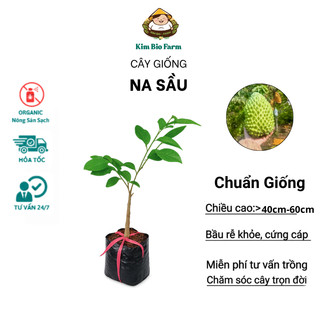 Cây Giống Na Sầu Riêng chuẩn giống – Cơm Dày Hạt Ít, Vị Béo Thơm, Nhanh Cho Trái, Sai Quả