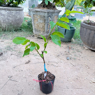 Cây Giống Na Sầu Riêng chuẩn giống – Cơm Dày Hạt Ít, Vị Béo Thơm, Nhanh Cho Trái, Sai Quả