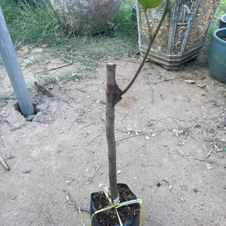 Cây Giống Chôm Chôm Tiến Cường – Cơm Dày Tróc Hạt, Ngọt Thanh Thơm Giòn, Nhanh Cho Trái, Sai Quả