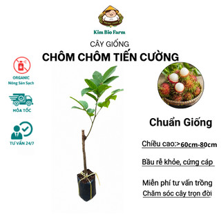 Cây Giống Chôm Chôm Tiến Cường – Cơm Dày Tróc Hạt, Ngọt Thanh Thơm Giòn, Nhanh Cho Trái, Sai Quả