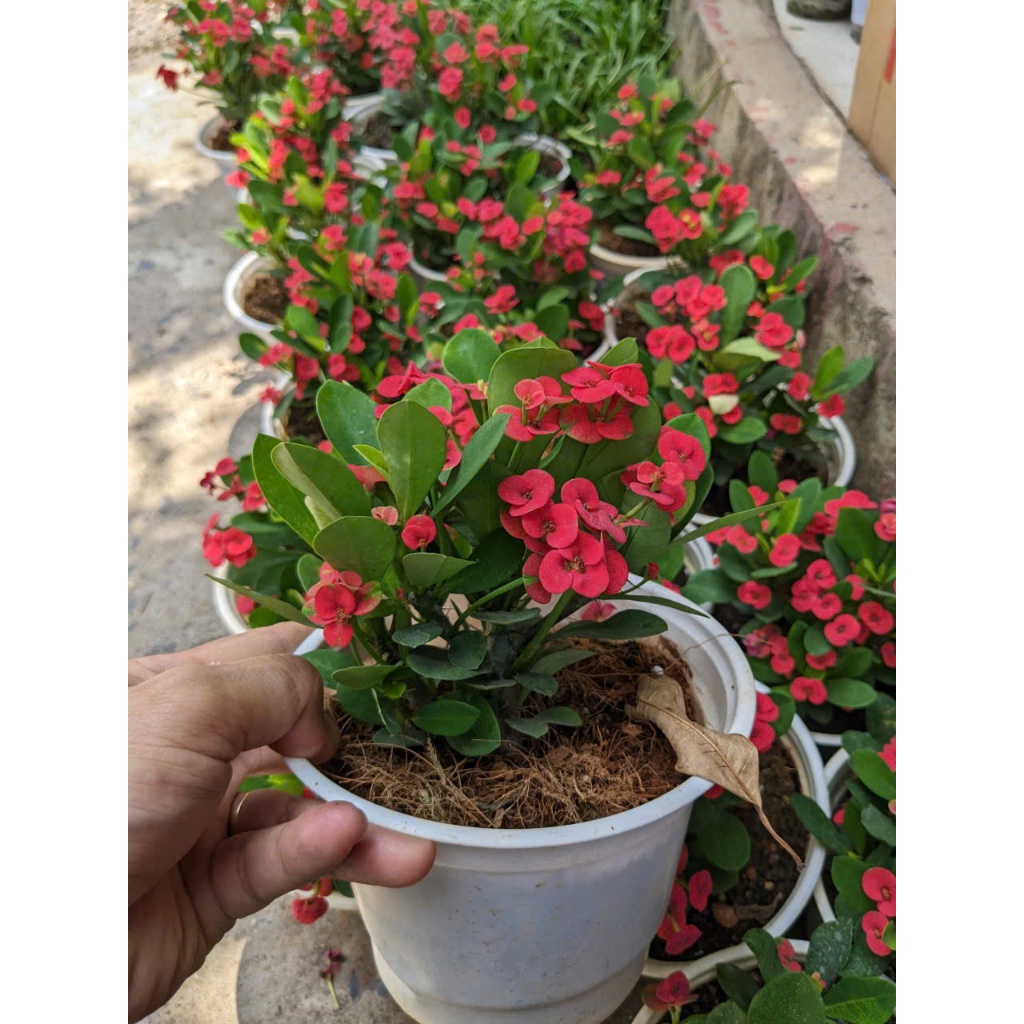 Cây Xương Rồng Bát Tiên BÁC HAI GARDEN - Cây Cảnh Ban Công Chịu Nắng Tốt, Chịu Hạn, Cây Hoa Ngoại Thất Đẹp Quanh Năm