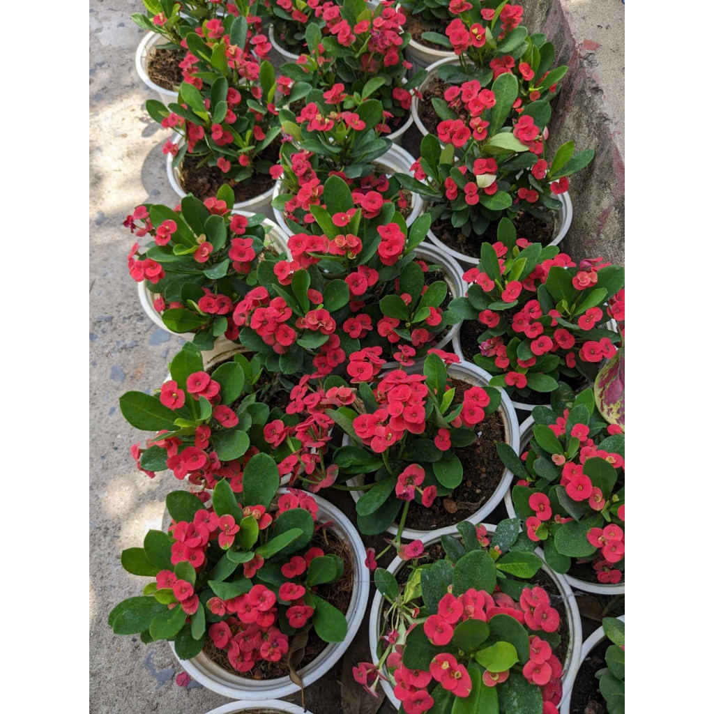 Cây Xương Rồng Bát Tiên BÁC HAI GARDEN - Cây Cảnh Ban Công Chịu Nắng Tốt, Chịu Hạn, Cây Hoa Ngoại Thất Đẹp Quanh Năm