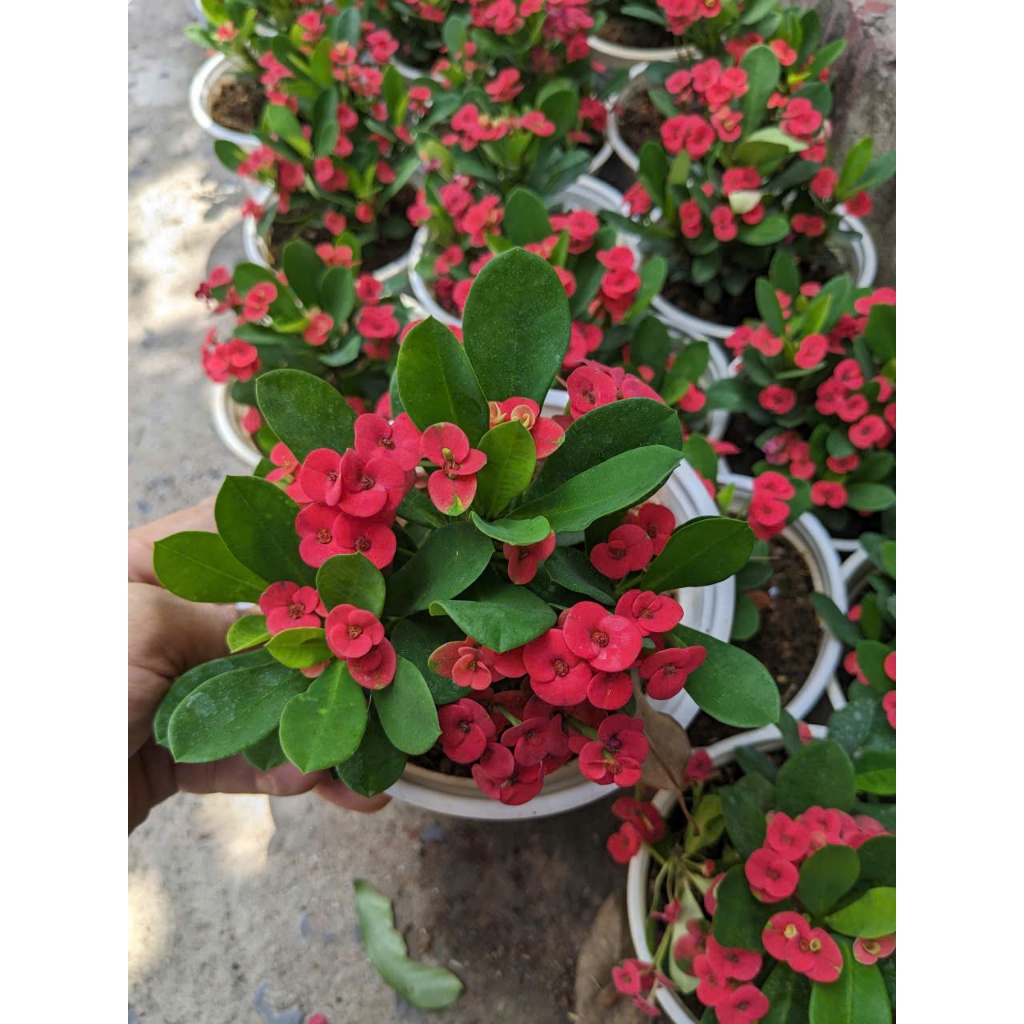 Cây Xương Rồng Bát Tiên BÁC HAI GARDEN - Cây Cảnh Ban Công Chịu Nắng Tốt, Chịu Hạn, Cây Hoa Ngoại Thất Đẹp Quanh Năm