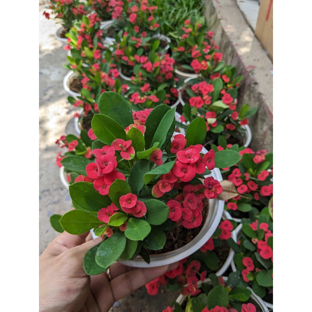 Cây Xương Rồng Bát Tiên BÁC HAI GARDEN - Cây Cảnh Ban Công Chịu Nắng Tốt, Chịu Hạn, Cây Hoa Ngoại Thất Đẹp Quanh Năm