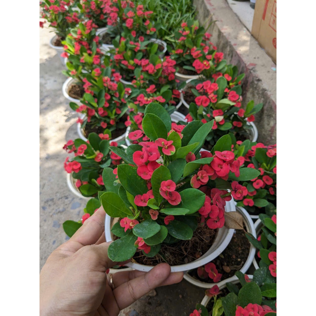 Cây Xương Rồng Bát Tiên BÁC HAI GARDEN - Cây Cảnh Ban Công Chịu Nắng Tốt, Chịu Hạn, Cây Hoa Ngoại Thất Đẹp Quanh Năm