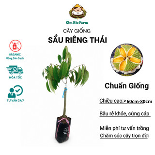 Cây Giống Sầu Riêng Thái – Cơm Vàng Hạt Lép, Béo Thơm Đậm Vị, Nhanh Cho Trái, Giá Trị Kinh Tế Cao