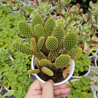 Xương Rồng Tai Thỏ Dáng Đẹp Size Chậu 10cm - Cây Khỏe, Đáng Yêu, Bền Bỉ, Trang Trí Bàn Làm Việc Xinh - Mầm Nắng Garden