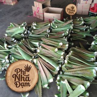 Combo 03 Cây Lỡ 4-6 Tháng Tuổi + 30 Cây Con, Nha Đam Giống Thái, Cây To Khỏe (Tặng 2 Cây Con)