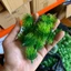 Combo 100g Cỏ Điểm Cỏ Tùng Cỏ Thông Hoa Cúc Hoạ Mi Nhựa DUHA 105