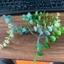 Túi 100g Cỏ Điểm Cành Táo Dài Điểm Hoa Sáp, Hoa Lụa, Oản, Giỏ Trái Cây, Giỏ Quà DUHA 106