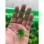 Combo 100g Cỏ Điểm Cỏ Tùng Cỏ Thông Hoa Cúc Hoạ Mi Nhựa DUHA 105