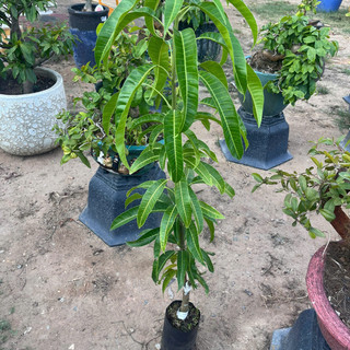 Cây Giống Xoài Úc - Kim Bio Farm - Cao 70cm-1m, Chuẩn Giống, Dễ Trồng, Sai Trái ✅
