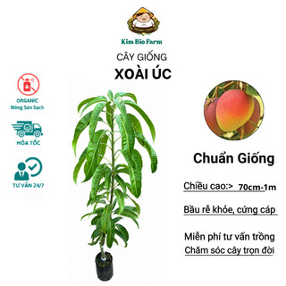Cây Giống Xoài Úc - Kim Bio Farm - Cao 70cm-1m, Chuẩn Giống, Dễ Trồng, Sai Trái ✅